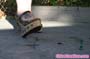 giant_a22_0689